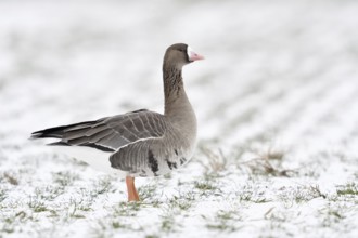 White-fronted goose (Anser albifrons) in winter on farmland covered with snow, Nordic winter