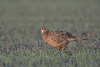 Early light... Hunting pheasant (Phasianus colchicus), female, hen, at first light shortly after
