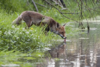 Drinking fox... Red fox (Vulpes vulpes) is thirsty, drinking from a small body of water, natural