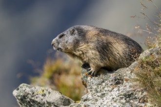 Alpine marmot (Marmota marmota) in autumn, Grossglockner, High Tauern National Park, Austria,