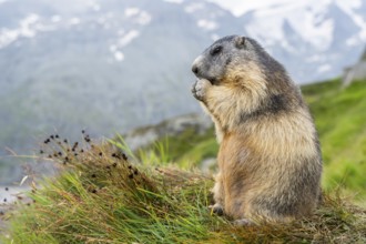 Alpine marmot (Marmota marmota) in autumn, Grossglockner, High Tauern National Park, Austria,
