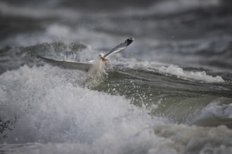 Herring gull (Larus argentatus) in the surf with a captured starfish in its beak, Hvide Sande,
