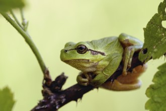 In the brambles... European tree frog (Hyla arborea) in its natural habitat, frog sits on a thorny