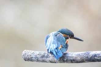 Kingfisher (Alcedo atthis) Germany