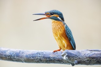 Kingfisher (Alcedo atthis) Germany