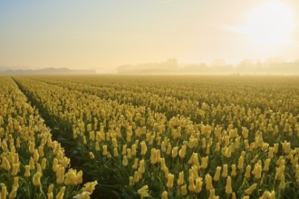A wide field of yellow tulips at sunrise, lightly shrouded in mist, Sassenheim, province of South