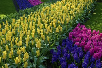 A colourful flowerbed with yellow tulips and colourful hyacinths, Keukenhof, Lisse, province of