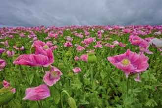 Opium poppy (Papaver somniferum), close-up of pink poppies with cloudy sky in the background,