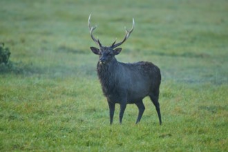 Sika deer (Cervus nippon), with antlers on a green meadow in natural surroundings in morning light,