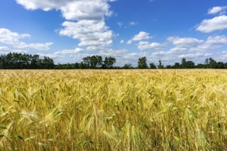 Grain field, in front of harvest, barley, near Bottrop-Kirchhellen, North Rhine-Westphalia,