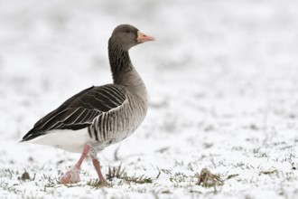 Greylag goose (Anser anser) in winter with snow, walking across a snowy field, side view with all