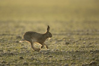Long hind legs... European hare (Lepus europaeus), hare running across a field in late winter in