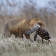 With mallard... Red fox (Vulpes vulpes), fox with prey in catch, has captured a duck, successful