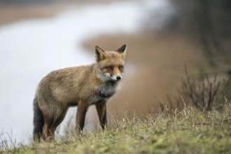 On an exploratory tour... Red fox (Vulpes vulpes) in rainy weather, fox comes up a hill from a body