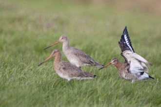 Travelling in a flock... Black-tailed godwits (Limosa limosa) shortly after their arrival in the