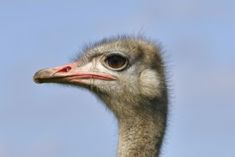 Common ostrich (Struthio camelus), portrait, captive, Rhineland-Palatinate, Germany, Europe