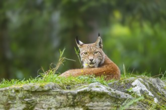 Eurasian lynx (Lynx lynx) on a rock, Austria, Europe