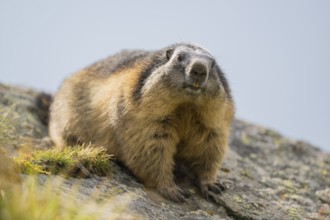 Alpine marmot (Marmota marmota) in autumn, Grossglockner, High Tauern National Park, Austria,