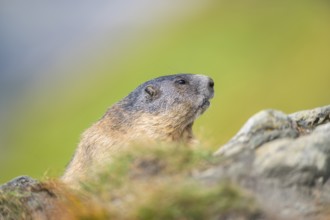 Alpine marmot (Marmota marmota) in autumn, Grossglockner, High Tauern National Park, Austria,
