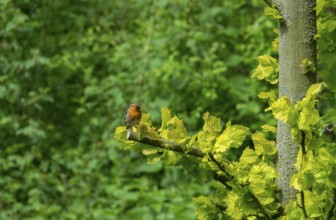 Robin with food in its beak, Münsterland, North Rhine-Westphalia, Germany, Europe