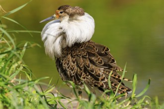 Bird with splendid white neck plumage, surrounded by green vegetation, Ruff (Calidris pugnax, Syn.: