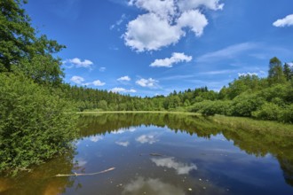 Forest lake under a blue sky and white clouds reflecting in the smooth water, Mülbener See, Mülben,