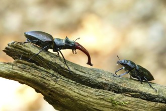 Fascinating stag beetle (Lucanus cervus), insect of the year 2012, June, Saxony, Germany, Europe
