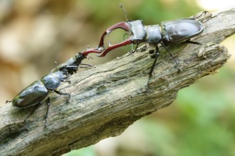 Fascinating stag beetle (Lucanus cervus), insect of the year 2012, June, Saxony, Germany, Europe