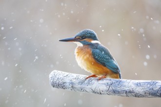 Kingfisher (Alcedo atthis) Germany