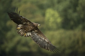 Wingspan up to 250 cm... White-tailed eagle (Haliaeetus albicilla), young eagle, bird of prey is