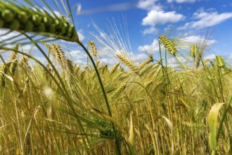 Grain field, in front of harvest, barley, near Bottrop-Kirchhellen, North Rhine-Westphalia,