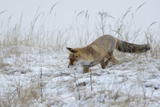 On the hunt for mice... Red fox (Vulpes vulpes) in winter, adult, looking for mice in the snow,