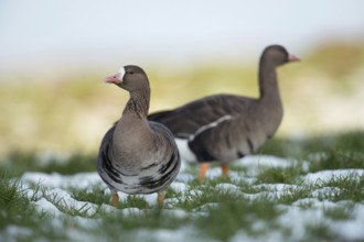 Critical glances... White-fronted goose (Anser albifrons), two wild geese in their wintering