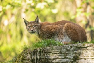 Eurasian lynx (Lynx lynx) on a rock, Austria, Europe