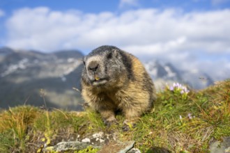Alpine marmot (Marmota marmota) in autumn, Grossglockner, High Tauern National Park, Austria,