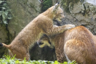 Eurasian lynx (Lynx lynx) mother with her youngster, Austria, Europe