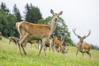 Red deer (Cervus elaphus) hind on a meadow in tirol, Kitzbühel, Wildpark Aurach, Austria, Europe