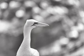 Gannet (Morus bassanus) on bird cliffs, monochrome, Helgoland Island, Schleswig-Holstein, Germany,