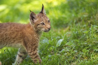 Eurasian lynx (Lynx lynx) youngster on a meadow, Bavaria, Germany, Europe