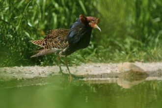 Ruff (Philomachus pugnax), with dark plumage bends over calm water, France, Europe