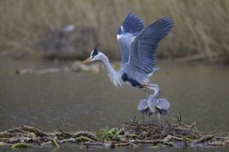 Grey heron (Ardea cinerea), copula, nest on floating roots of water lily in front of reeds, Neckar
