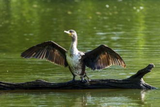 Bird on a tree trunk in the water with wings spread to the sun, Cormorant, (Phalacrocorax carbo),