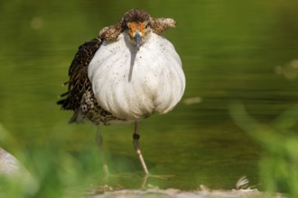 Bird with white plumage at the water, blurred green in the background, Ruff (Calidris pugnax, Syn.: