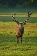 Red deer (Cervus elaphus), imposing, standing in a meadow in the warm light of the setting sun,