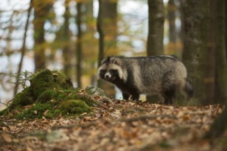 Rare encounter... Raccoon dog (Nyctereutes procyonoides), invasive predator, hidden living, mostly