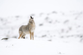 Howling coyote... Coyote (Canis latrans) in winter stands on a hill in the snow and howls, audible