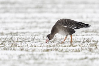 Grazing... White-fronted goose (Anser albifrons) grazing, grazing, eating young grasses on a