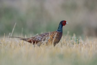 In a stubble field... Pheasant, hunting pheasant (Phasianus colchicus), pheasant cock running