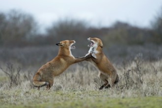 Red fox (Vulpes vulpes), foxes fighting, fight, two red foxes have come into conflict during the