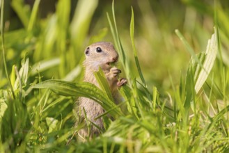 A young European ground squirrel (Spermophilus citellus) or European souslik stands in a meadow